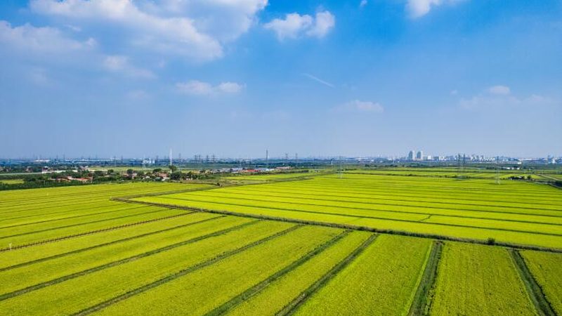 盆栽水果种子种植全攻略：步骤图解与注意事项