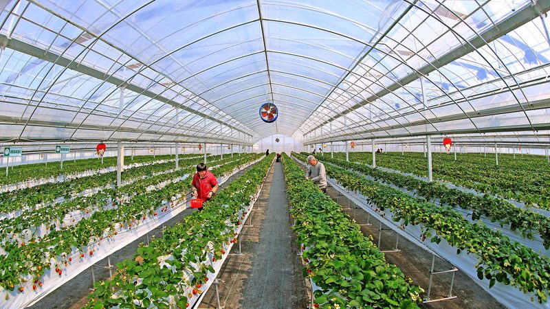 高原种植大棚哪家好？揭秘高效种植的秘密