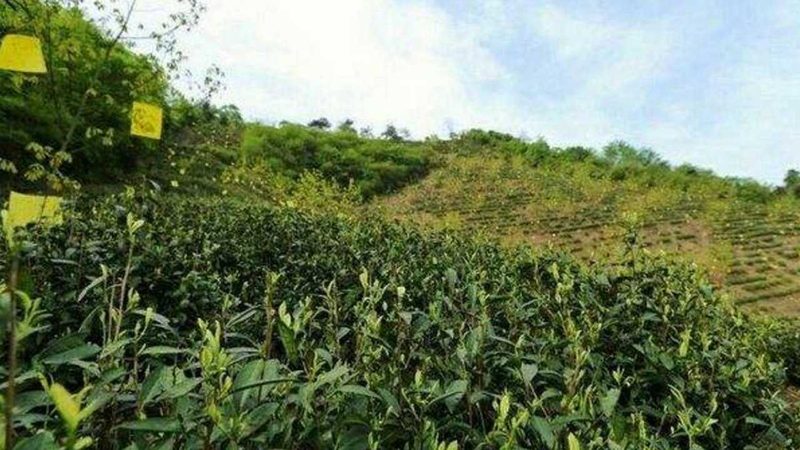 山地农业项目如何实现盈利：关键要素与策略
