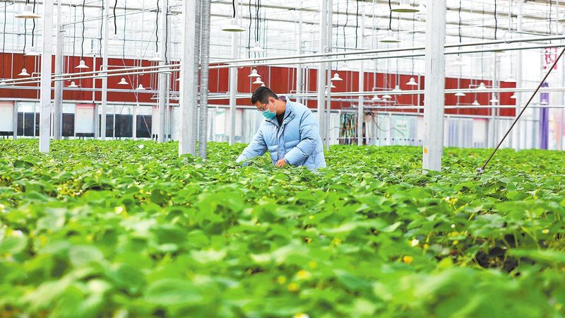 农民专业合作社农产品免征增值税政策详解