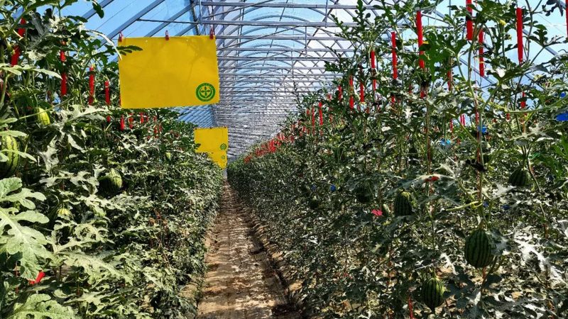 蔬菜大棚智慧物联网系统：如何实现精准农业管理