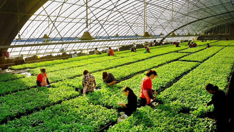 农业合作社与家庭农场税收差异解析