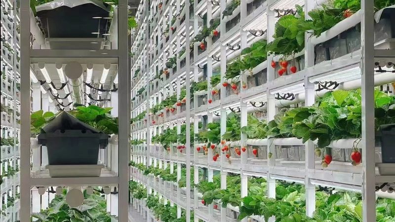 使用禁止：以下情况不得使用绿色食品认证商标：